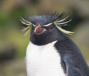 Rockhopper penguin close up