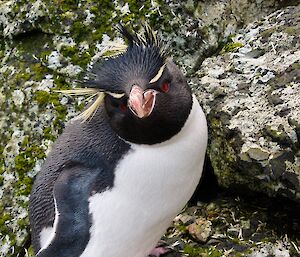 Rockhopper penguin looking at camera