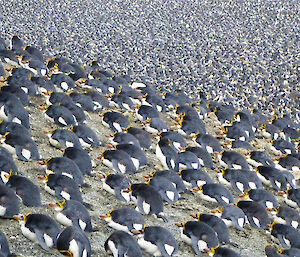 A large group of nesting royal penguins cover a hill