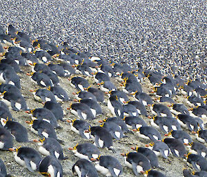 A large group of nesting royal penguins cover a hill
