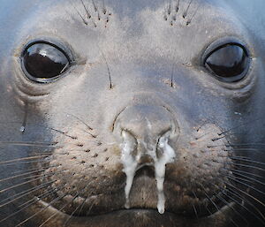Ele seal pup close up with runny nose