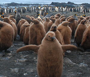 King penguin chicks