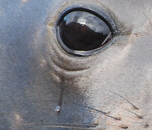 Elephant seal tear