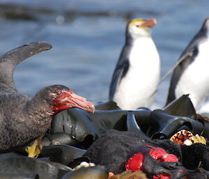 Giant petrel feeding with royal penguins in background