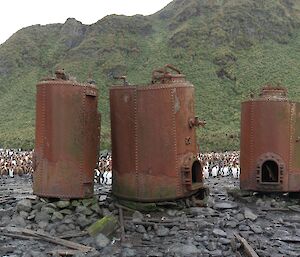 Lusitania Bay panorama shot featuring king penguins and their young