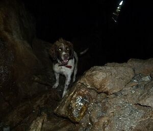 Joker the dog looking for rabbits inside a cave