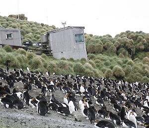 Hurd Point hut and royal penguins