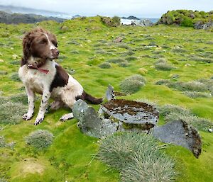 Joker the dog with an old whale bone