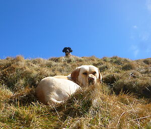 Dogs Finn and Ash resting on a grassy slope