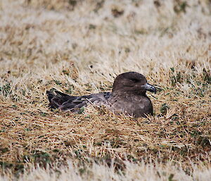 Nesting skua