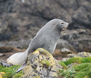 Fur seal at Garden Cove