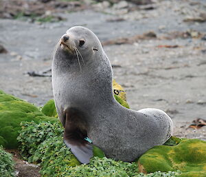 Fur seal posing for camera