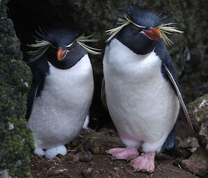 Rockhopper penguins near Garden Cove, note the egg