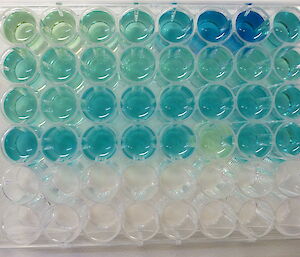 Multi-coloured liquid in test tubes taken from above — nutrient analysis