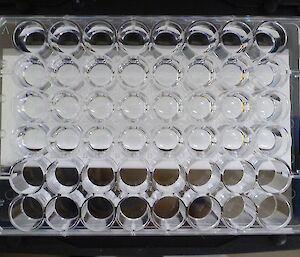 Before nutrient analysis, a shot of clear test tubes taken from above