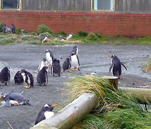 Penguins investigate outside the chemical stores on station