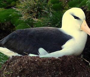 Bonjour, French-tagged black-browed albatross