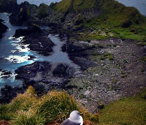 Cam the grey-headed albatross at Caroline Cove