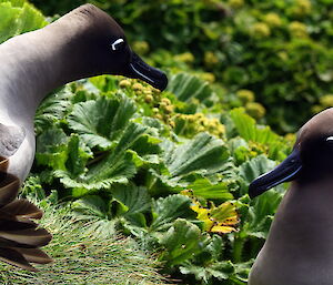 Light-mantled sooty albatross at North Head