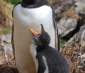 Gentoo penguin and chick