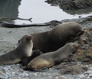 Fur seal pups with adult