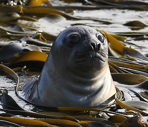 Weaner seal learning to swim
