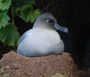 Light-mantled sooty albatross