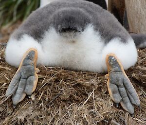 Gentoo chick lying down, photo taken from behind chick