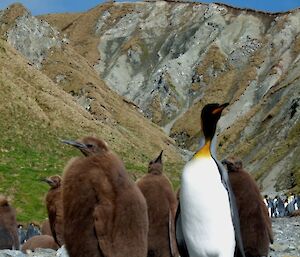 King penguin chicks with one adult
