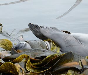 Elephant seal weaner playing amongst the kelp