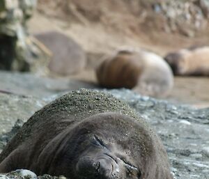 Elephant seal weaner asleep on the beach, covered in dark sand