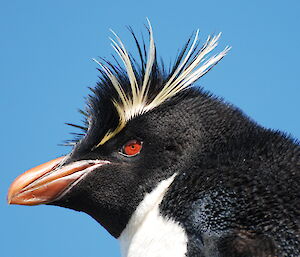 Rockhopper penguin