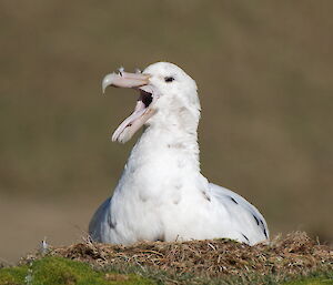 Southern giant petrel