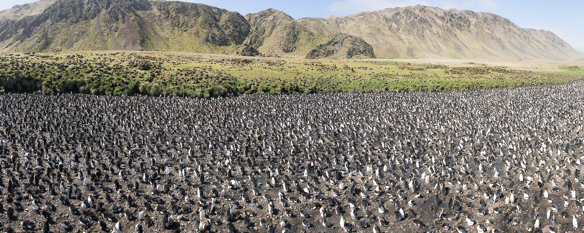 Panorama of royal penguins at Finch Creek