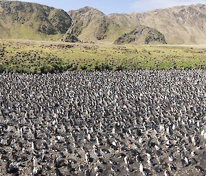 Panorama of royal penguins at Finch Creek