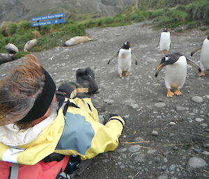 Garry with a few inquisitive gentoo penguins