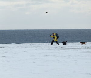 Dave, with dogs Wags and Tamar, being followed by a Giant Petrel