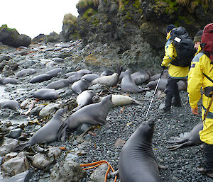 Richard conducts field famil training with Greg and Charles on the beach amongst elephant seals