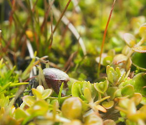 Helmet Orchard at Bauer Bay