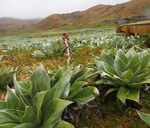 Pleurophyllum hookeri in flower