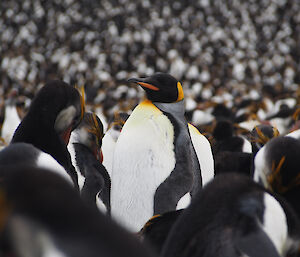 A king penguin poses in a royal colony