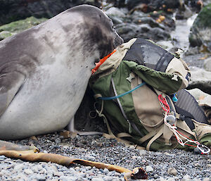 A seal pup looking into Richard’s backpack