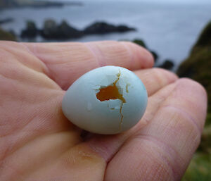 Redpoll egg remains