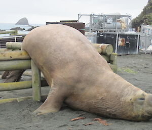 A large elephant seal has three quarters of its immense body over a small wooden fence