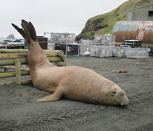 A large elephant seal makes it over a small wooden fence on station