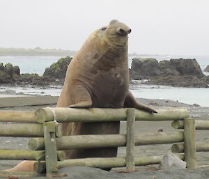 A large elephant seal stands up against a fence