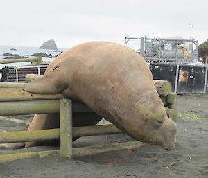 A large elephant seal pushes half it’s body over a small wooden fence