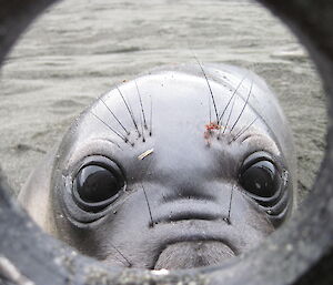 Close up of a seal pup who is peeking through a round opening