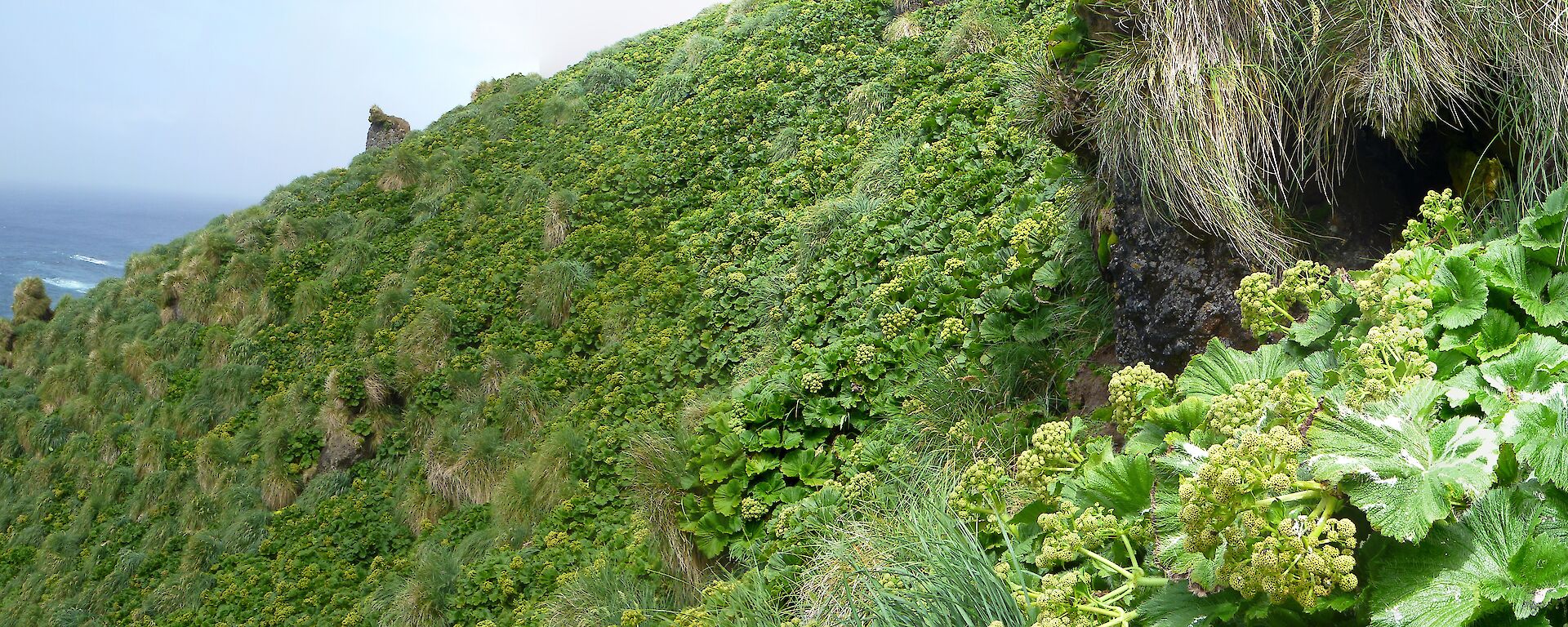 Light-mantled sooty albatross in nest on right of a large panorama