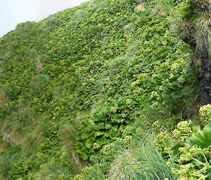 Light-mantled sooty albatross in nest on right of a large panorama